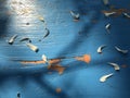 scratched blue and orange wood table with many white floral leaves of flower and treeÃ¢â¬â¢s shadow Royalty Free Stock Photo